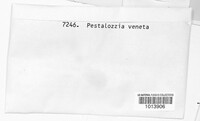 Seiridium venetum image
